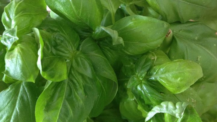 Eine Hand erntet frisches Basilikum in einem hellen Raum. Gr&uuml;ne Bl&auml;tter f&uuml;llen den Vordergrund, bereit zur Pflege.