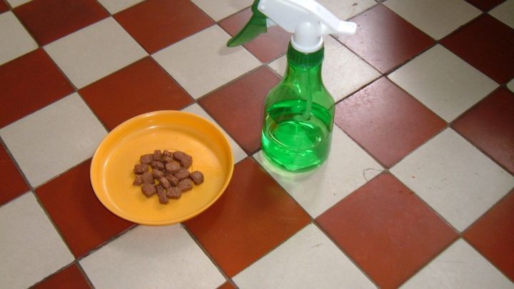 Ein gr&uuml;ner Spr&uuml;hbeh&auml;lter steht neben einem orangefarbenen Teller mit Katzenfutterresten auf einem karierten Fliesenboden.