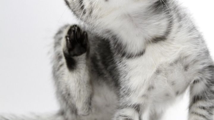 Eine grau gestreifte Katze kratzt sich am Kopf, was auf einen m&ouml;glichen Flohbefall hindeutet. Der Hintergrund ist schlicht.