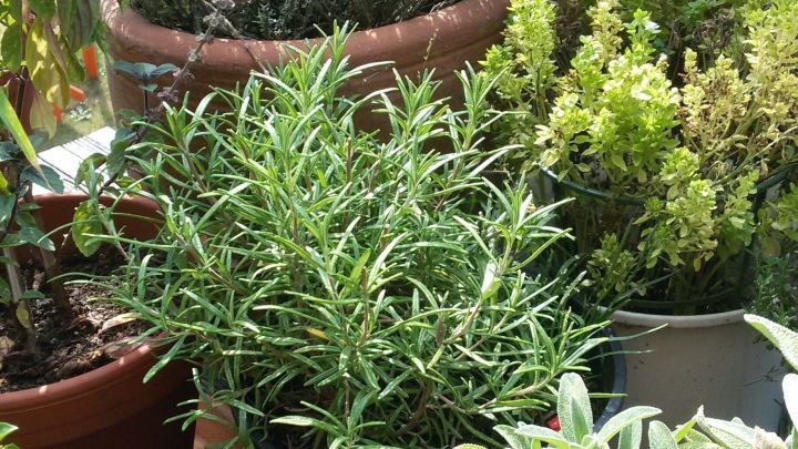 Gr&uuml;ne Pflanzen in T&ouml;pfen erhalten Wasser bei hohen Temperaturen, um gesund zu bleiben und zu gedeihen.