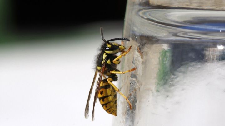 Eine Wespe sitzt auf der Au&szlig;enseite eines Glasbeh&auml;lters und versucht, hineinzufliegen, w&auml;hrend sich im Hintergrund eine unscharfe gr&uuml;ne Umgebung zeigt.
