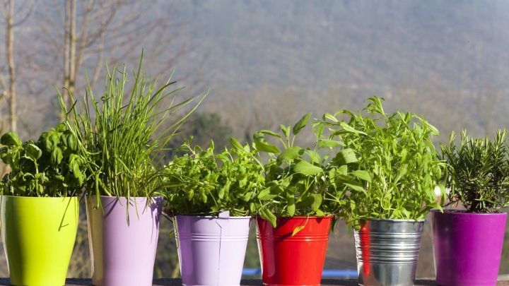 Bunte Konservendosen sind mit verschiedenen Kr&auml;utern bepflanzt und stehen auf einer Holzfl&auml;che im Freien, umgeben von nat&uuml;rlicher Landschaft.