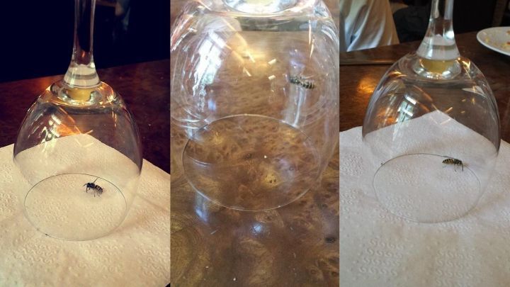 Eine Wespe ist unter einem Glas gefangen auf einem Tisch mit Serviette.