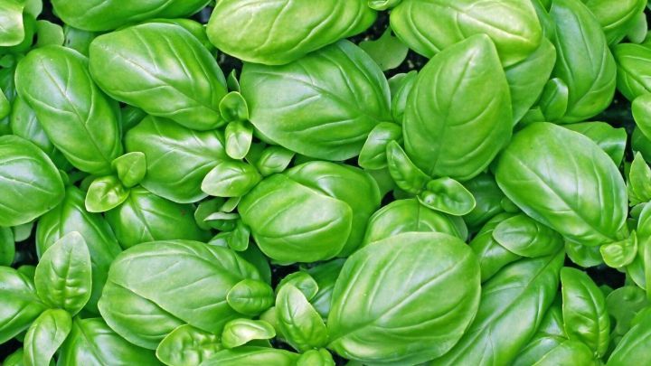 Frische, gr&uuml;ne Basilikumbl&auml;tter wachsen &uuml;ppig in einer Gartenerde, bereit f&uuml;r den Einsatz in der K&uuml;che.