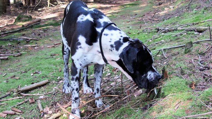 Ein Hund schn&uuml;ffelt am Boden im Wald, umgeben von B&auml;umen und gr&uuml;nem Gras, w&auml;hrend er nach etwas sucht.