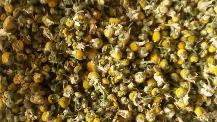 Getrocknete Kamillenbl&uuml;ten liegen eng beieinander. Sie werden geerntet, um Kamillen&ouml;l herzustellen, in nat&uuml;rlichem Licht.