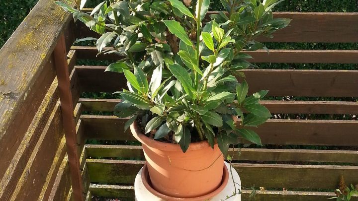 Ein Lorbeerstrauch steht in einem Terrakottatopf, der auf einem umgedrehten Eimer auf einer Fliesen-Terrasse platziert ist.