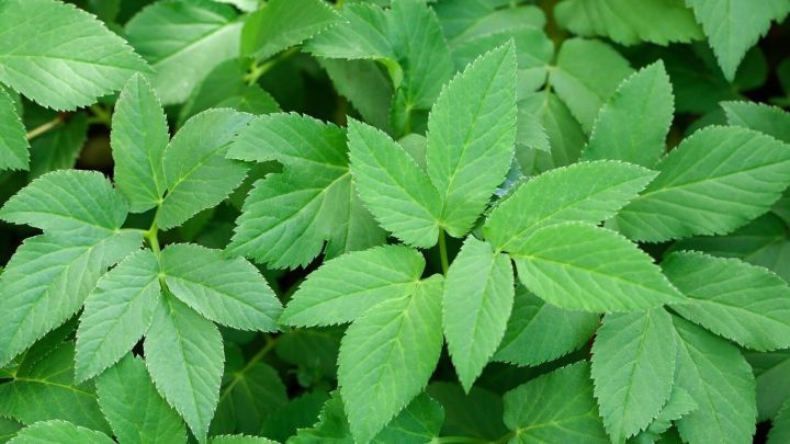 Mit Giersch aus dem eigenen Garten zauberst du ganz einfach einen frischen, leckeren Salat direkt aus der Natur auf deinen Tisch.