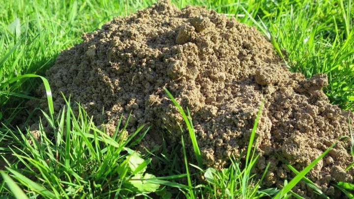 Maulwürfe aus dem Garten vertreiben Frag Mutti