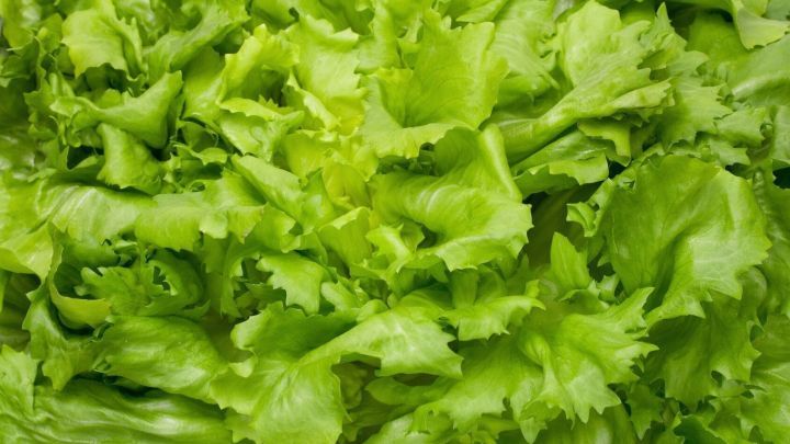 Mit diesem Dressing-Tipp holst du das Beste aus deinem frischen Endiviensalat heraus &ndash; einfache Zutaten, voller Geschmack.