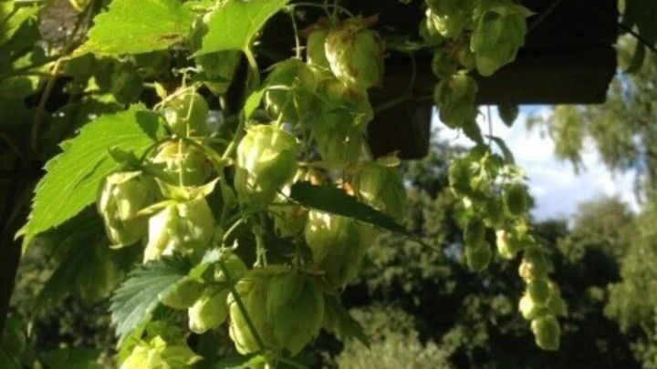 Gr&uuml;ne Hopfenzweige h&auml;ngen von einer Pergola, w&auml;hrend die Sonne scheint und eine ruhige Gartenlandschaft im Hintergrund sichtbar ist.