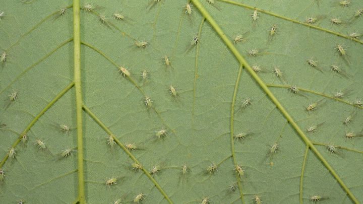 Eine gr&uuml;ne Pflanze mit zahlreichen Blattl&auml;usen, die sich auf den Bl&auml;ttern befinden und sich vermehren.