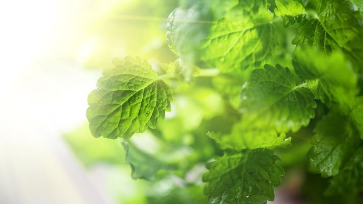 Gr&uuml;ne Kr&auml;uterbl&auml;tter durch Sonnenlicht beleuchtet, in einem Garten, erzeugen ein frisches und lebendiges Bild.