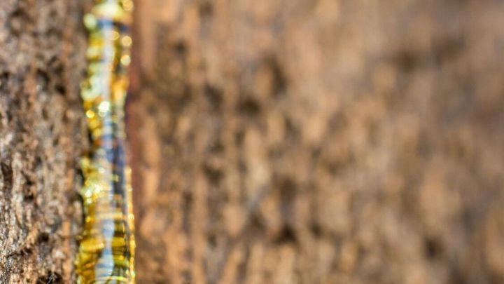 Ein Tropfen Harz bildet sich an einem Baumstamm und flie&szlig;t langsam hinunter, w&auml;hrend die raue Rinde im Hintergrund sichtbar ist.