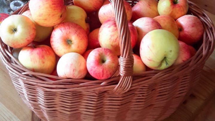 Ein Korb voller leuchtend roter und gr&uuml;ner &Auml;pfel liegt auf einem Holztisch, bereit zur Verarbeitung f&uuml;r selbstgemachtes Apfelmus.
