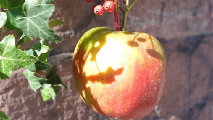 Ein Herbstapfel h&auml;ngt an einem Haken, umgeben von roten Beeren und gr&uuml;nem Efeu, als dekorative Vogelfutterstation.