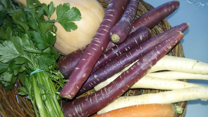 Ein Korb mit alten Gem&uuml;sesorten wie lila Karotten, Pastinaken und Petersilie, arrangiert auf einem Tisch.