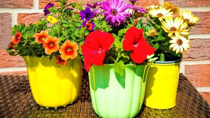 Bunte Blument&ouml;pfe mit verschiedenen Blumen stehen auf einer Tischoberfl&auml;che, um Staun&auml;sse im Blumentopf zu vermeiden.