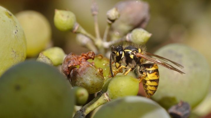 Eine Wespe sitzt auf unreifen Trauben und saugt s&uuml;&szlig;en Saft, umgeben von gr&uuml;nen Beeren und Pflanzenteilen.