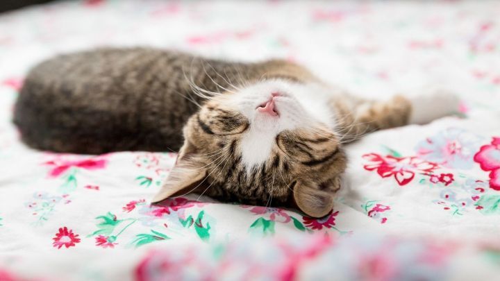 Katze schl&auml;ft entspannt auf einem bunten, blumigen Bettbezug, ideal f&uuml;r Artikel &uuml;ber Tierhaare entfernen.