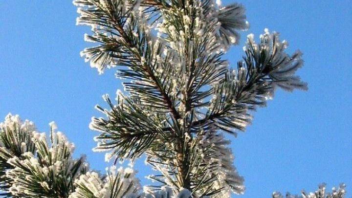 Ein frostbedeckter Tannenbaum ragt unter einem klaren blauen Winterhimmel empor und gl&auml;nzt im Sonnenlicht.