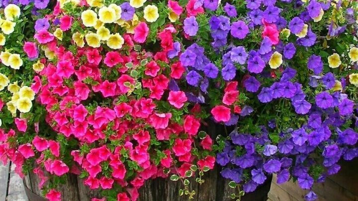 Ein bunter Blumenk&uuml;bel mit leuchtend roten, gelben und lila Blumen steht auf einem Holzdeck im Freien.