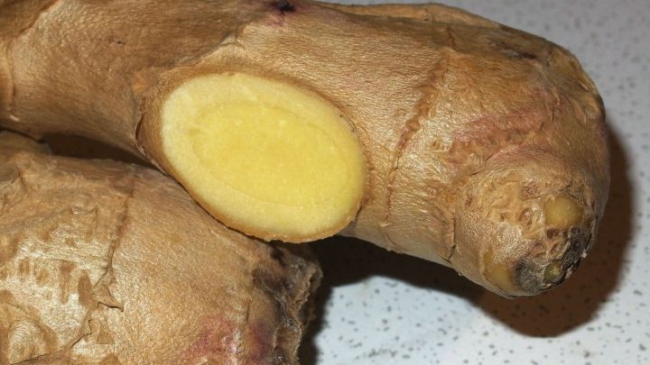 Ingwerknollen liegen auf einer Oberfl&auml;chenfl&auml;che, eine wurde angeschnitten, um das frische, gelbe Innere zu zeigen.