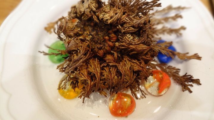 Eine getrocknete Rose von Jericho liegt in der Mitte eines Tellers, umgeben von bunten, glitzernden Tropfen.