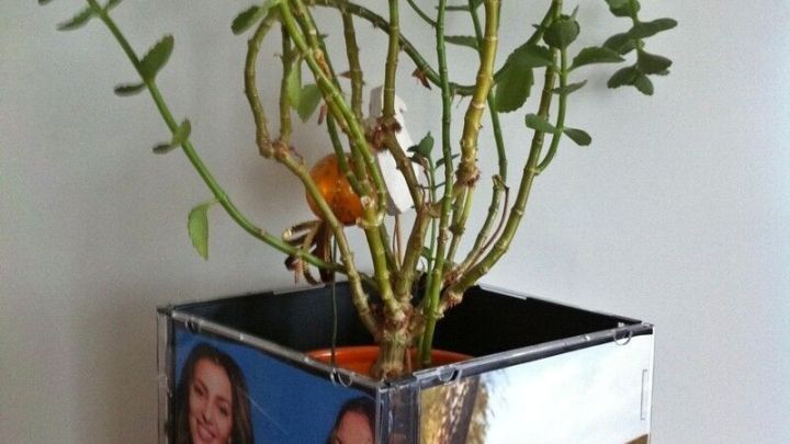 Ein viereckiger Blumentopf aus alten CD-H&uuml;llen, der eine Pflanze h&auml;lt und mit Fotos verziert ist, steht auf einem Tisch.