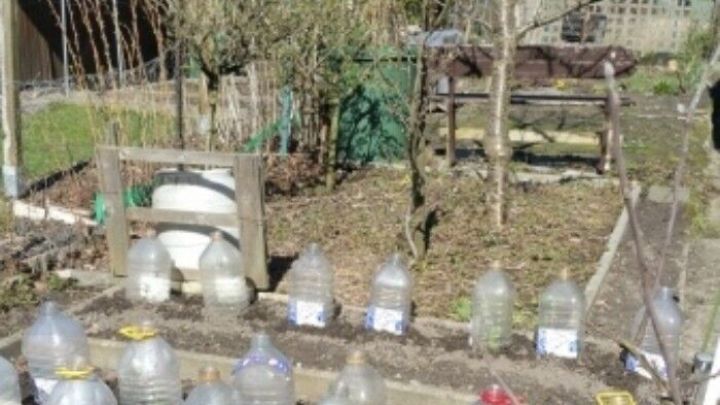 In einem Gartenbeet stehen zahlreiche Plastikflasche-Kappen auf frisch gepflanzten Gem&uuml;sepflanzen, um den Schutz zu gew&auml;hrleisten.