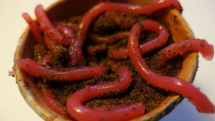 Eine Schale mit Regenw&uuml;rmern aus G&ouml;tterspeise liegt auf einer dunklen Erde aus Schokokeksen, die wie der Boden aussieht.