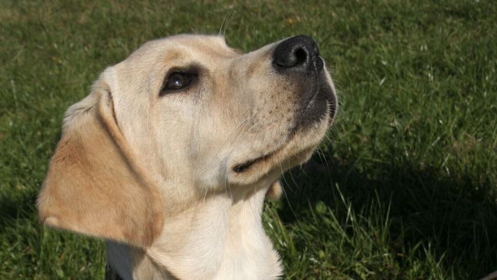 Ein Labrador sitzt stolz auf gr&uuml;nem Gras, schaut nach oben und tr&auml;gt ein Hundehalsband ohne eingravierten Namen.