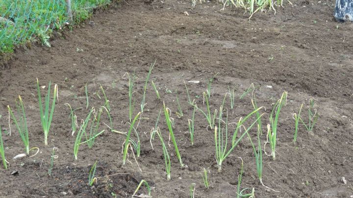In einem Gem&uuml;sebeet wachsen zahlreiche junge Pflanzen, w&auml;hrend Regenw&uuml;rmer den fruchtbaren Boden auflockern.