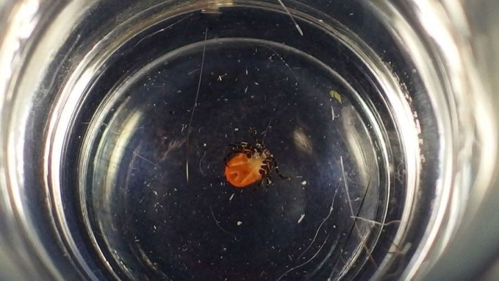 Eine Zecke liegt in einem leeren Glas. Das Glas steht auf einem Tisch, um das Entfernen der Zecke zu zeigen.