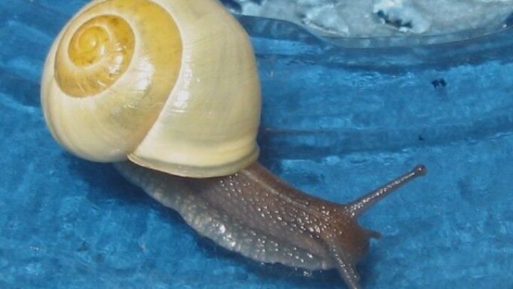 Eine Schnecke bewegt sich langsam &uuml;ber eine blaue Fl&auml;che, umgeben von einer k&uuml;hlen, feuchten Umgebung im Garten.