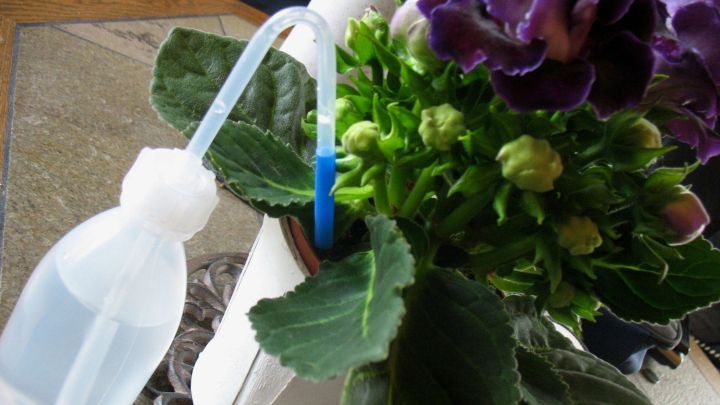 Eine Gie&szlig;kanne mit einem blauen Schlauch steht neben einer empfindlichen Zimmerpflanze und sorgt f&uuml;r die Bew&auml;sserung.