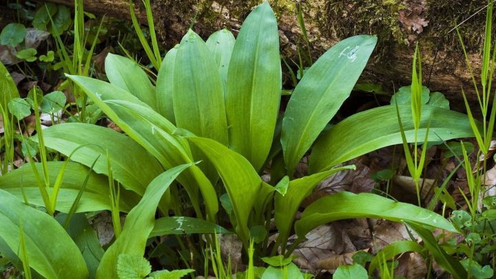 Frische B&auml;rlauch-Pflanzen wachsen &uuml;ppig im Wald, umgeben von gr&uuml;nen Bl&auml;ttern und feuchtem Boden.
