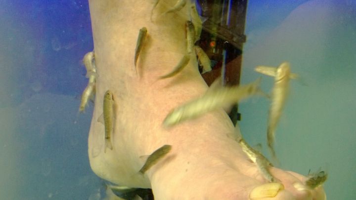 Ein Fu&szlig; taucht in ein Wasserbecken, w&auml;hrend kleine Fische um ihn schwimmen, um Dornwarzen zu entfernen.