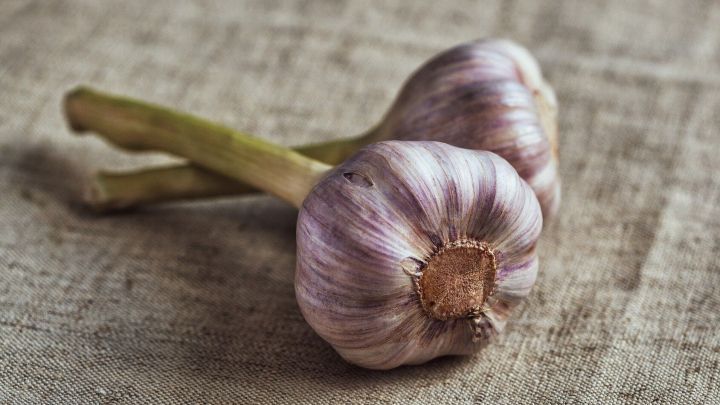 Zwei frische, lila Knoblauchknollen liegen auf einem rustikalen, braunen Tisch aus Leinen.