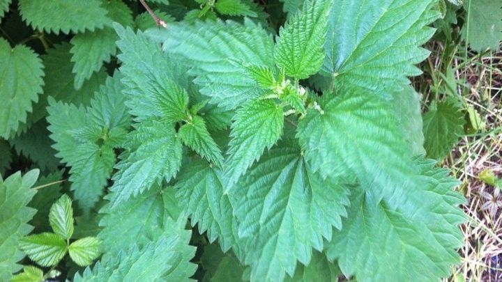 Brennnesseln wachsen dicht beisammen im gr&uuml;nen Laub, umgeben von Gras in einem nat&uuml;rlichen Gartenumfeld.