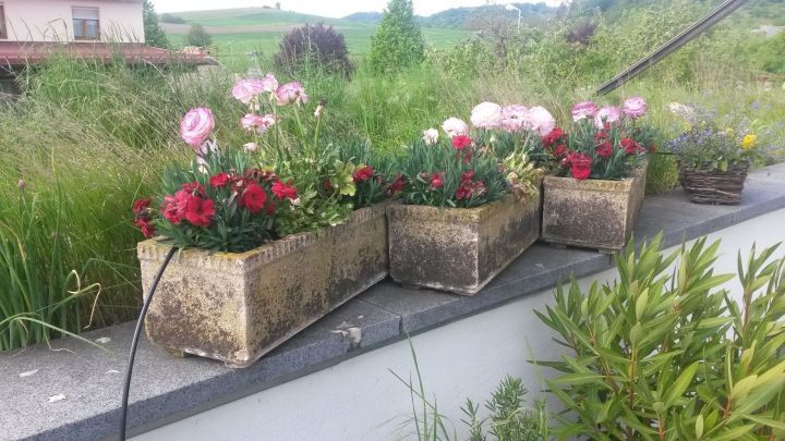 Blument&ouml;pfe sind mit bunten Blumen bepflanzt und werden in einer gr&uuml;nen Umgebung bew&auml;ssert, um Topfgarten zu pflegen.