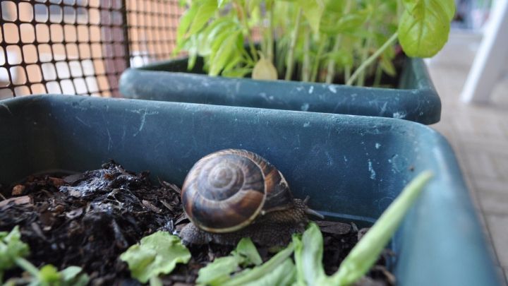 Eine Schnecke kriecht &uuml;ber die Erde in einem Balkonkasten, in dem frische Pfl&auml;nzchen wie Basilikum wachsen.