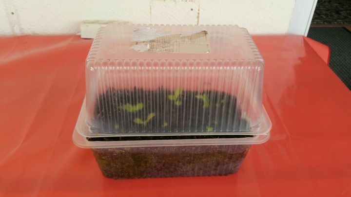 Ein Mini-Gew&auml;chshaus steht auf einer roten Unterlage und h&auml;lt kleine Pflanzen unter einem durchsichtigen Deckel gesch&uuml;tzt.