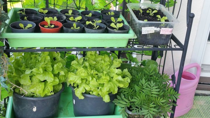 Ein Pflanzenregal zeigt Erdbeeren und Salate, die in schwarzen T&ouml;pfen auf verschiedenen Ebenen wachsen, umgeben von gr&uuml;nen Bl&auml;ttern.