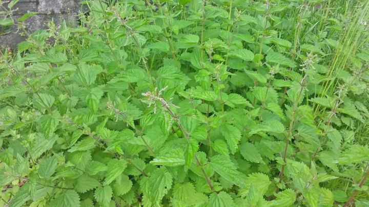 Dichte Brennnesselpflanzen wachsen &uuml;ppig in einer gr&uuml;nen Umgebung, umgeben von anderen Pflanzen und Weideland.