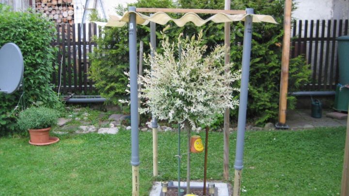 Eine Harlekinweide ist in einem Garten unter einem Schutzdach positioniert, um sie vor Hagel zu bewahren.