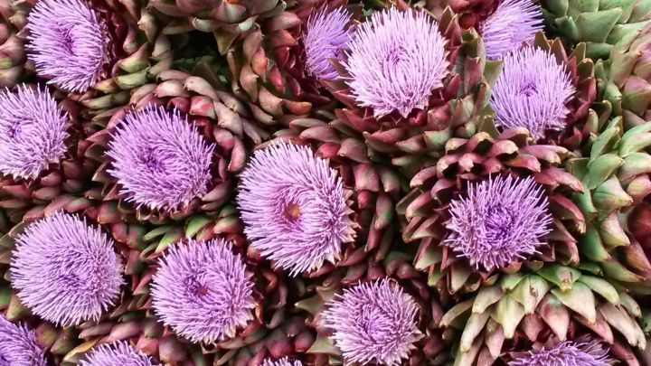 Artischockenbl&uuml;ten in verschiedenen Lila- und Gr&uuml;nt&ouml;nen liegen eng beieinander und zeigen ihre vielf&auml;ltigen, heilenden Eigenschaften.