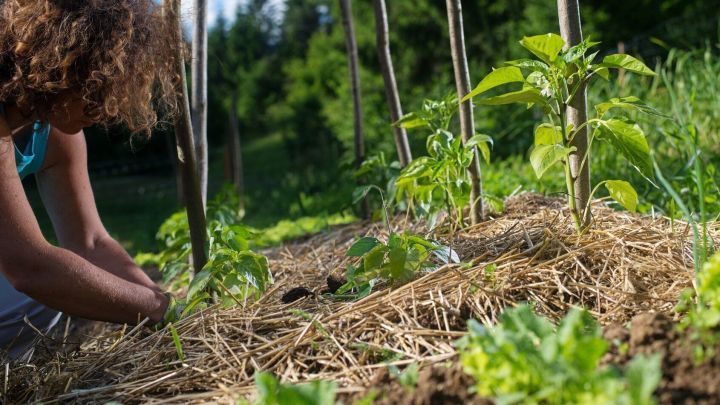 Eine Person mulcht Erde um Pflanzen in einem Garten, um Feuchtigkeit zu bewahren und Unkraut zu reduzieren.