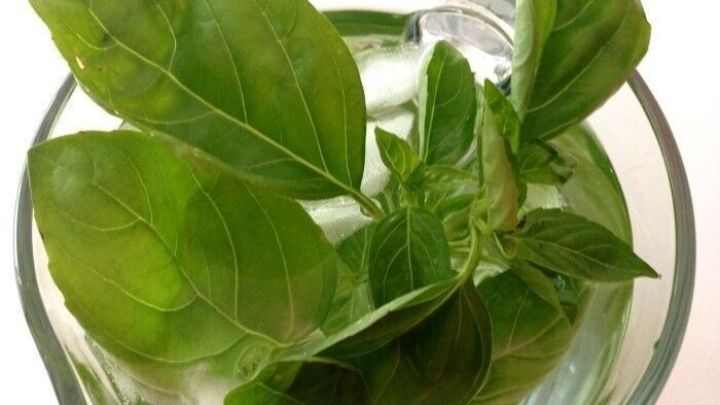 Frische Basilikumbl&auml;tter schwimmen im Wasser in einem klaren Glas, das auf einem hellen Tisch steht.