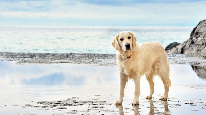 Ein golden retriever steht am Strand, schaut aufmerksam, w&auml;hrend sanfte Wellen im Hintergrund ruhen. Ideal f&uuml;r einen Urlaub mit dem Hund.